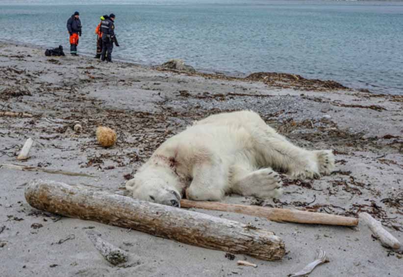 Oso polar ataca a guía turístico en Noruega | El Imparcial de Oaxaca