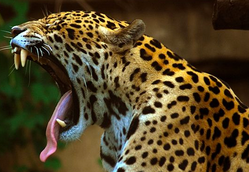 Jaguar escapa de zoológico en EU y mata animales | El Imparcial de Oaxaca