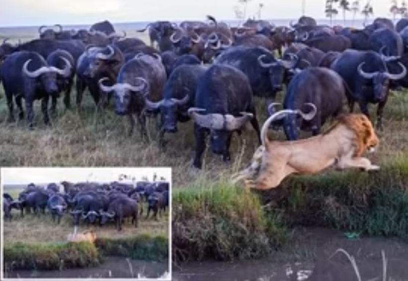 Video: León mata a un búfalo y el resto de la manada toma venganza | El Imparcial de Oaxaca