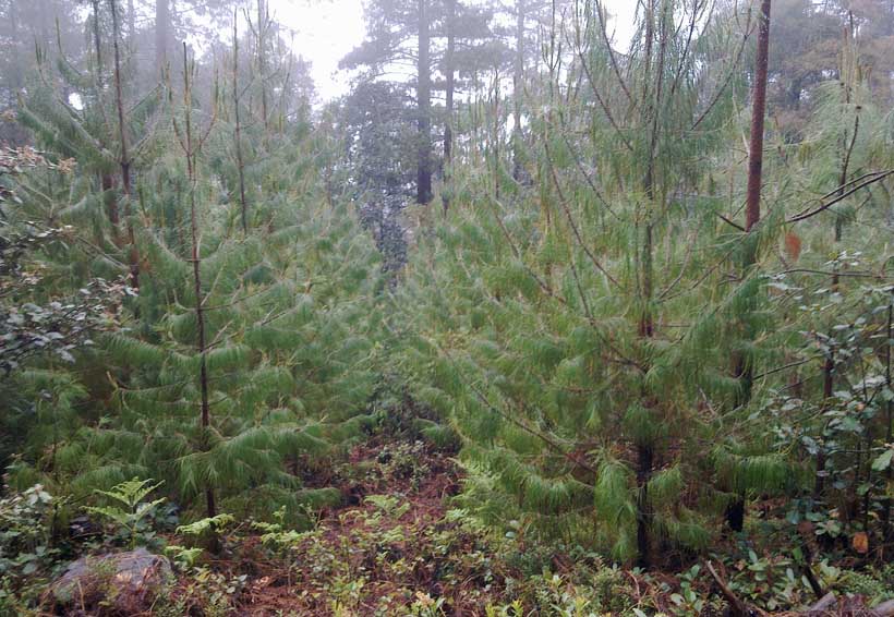 Advierten sobre “ocurrencia” de AMLO de reforestar con frutas el sureste