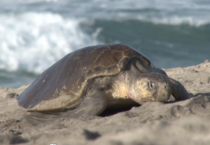 Inicia arribazón de la tortuga Golfina en playas de la costa de Oaxaca | El Imparcial de Oaxaca