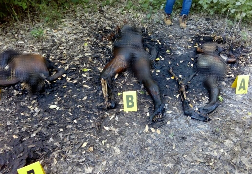 Hallan tres cuerpos putrefactos | El Imparcial de Oaxaca
