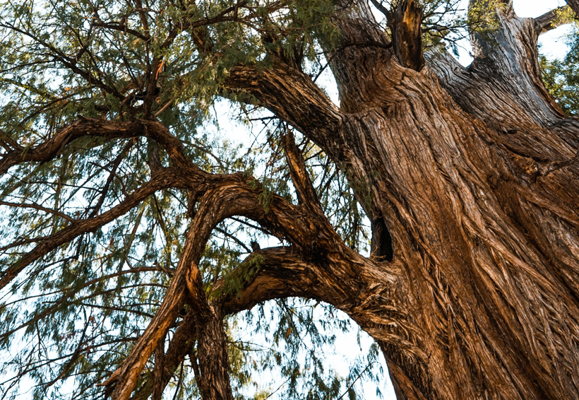 “Ahuehuete de Moctezuma” con más de 1500 años, el segundo árbol más ...