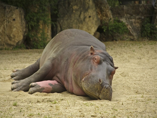 Nalguea a un hipopótamo y ahora lo busca la policía | El Imparcial de Oaxaca