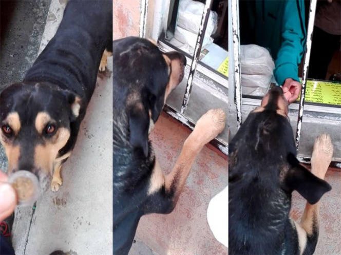 Video: Perrito callejero pide dinero para comprar salchichas y conquista la red | El Imparcial de Oaxaca