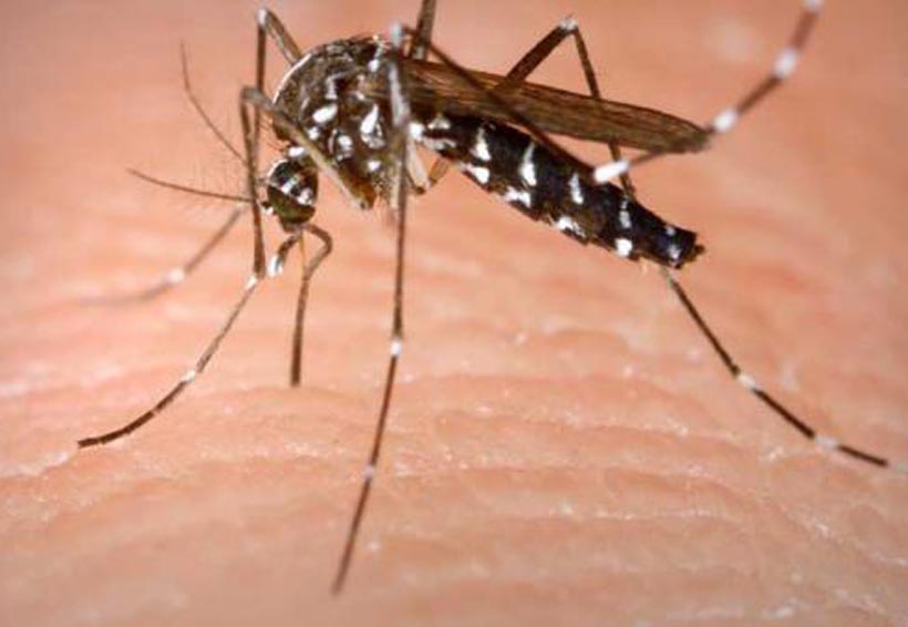 En Cuenca y Costa, reaparecen casos de dengue y zika | El Imparcial de Oaxaca