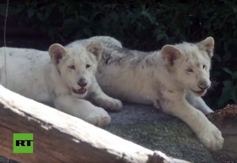 Video: Un zoo mexicano presenta dos cachorros de león blanco | El Imparcial de Oaxaca