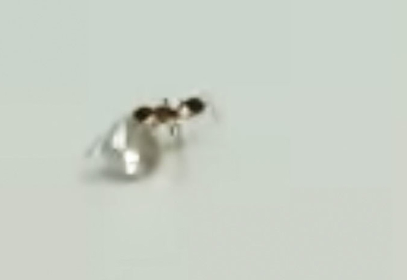 Video: Una hormiga roba un diamante en un taller | El Imparcial de Oaxaca