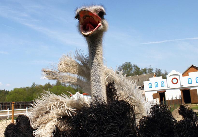 Video: Un avestruz le propina golpiza a un cuidador | El Imparcial de Oaxaca