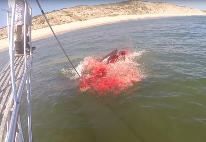 Video: Tiburón blanco ataca a una foca | El Imparcial de Oaxaca