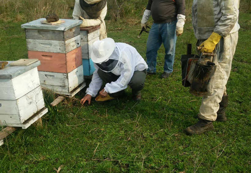 Por fumigación con químico, mueren miles de abejas en Quintana Roo | El Imparcial de Oaxaca