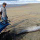 Aparece delfín muerto en la playa en Puerto Escondido