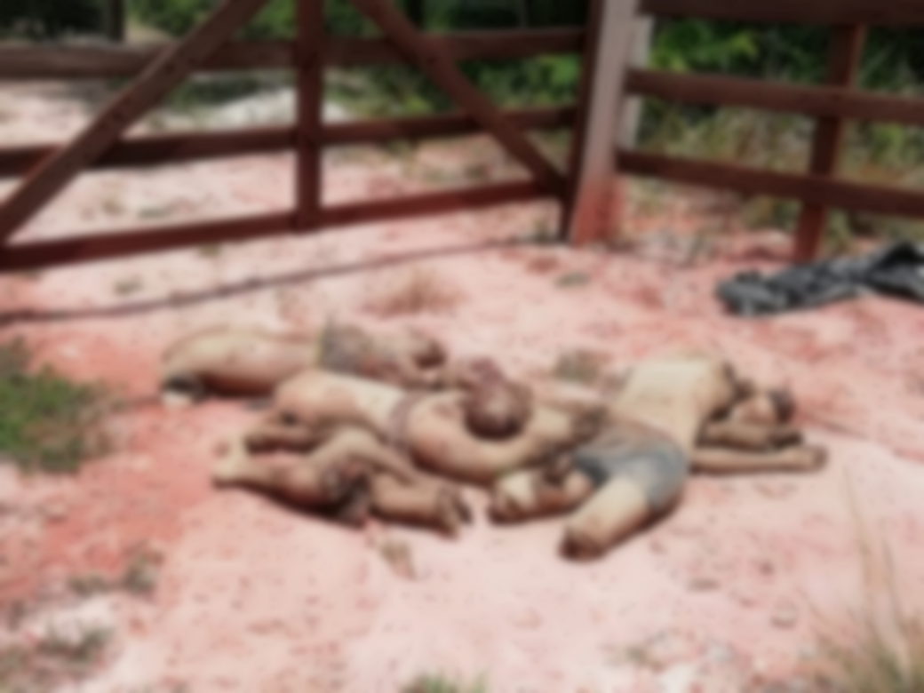 Escalofriante, más descuartizados en la Cuenca del Papaloapan | El Imparcial de Oaxaca