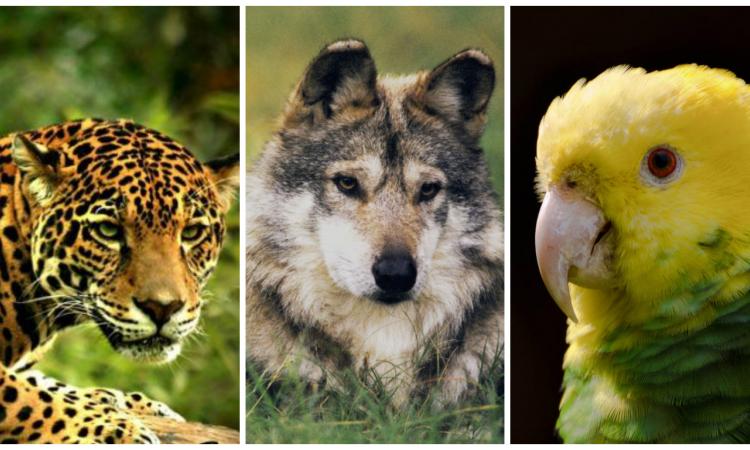 Amenazas latentes para los animales en peligro de extinción | El Imparcial de Oaxaca