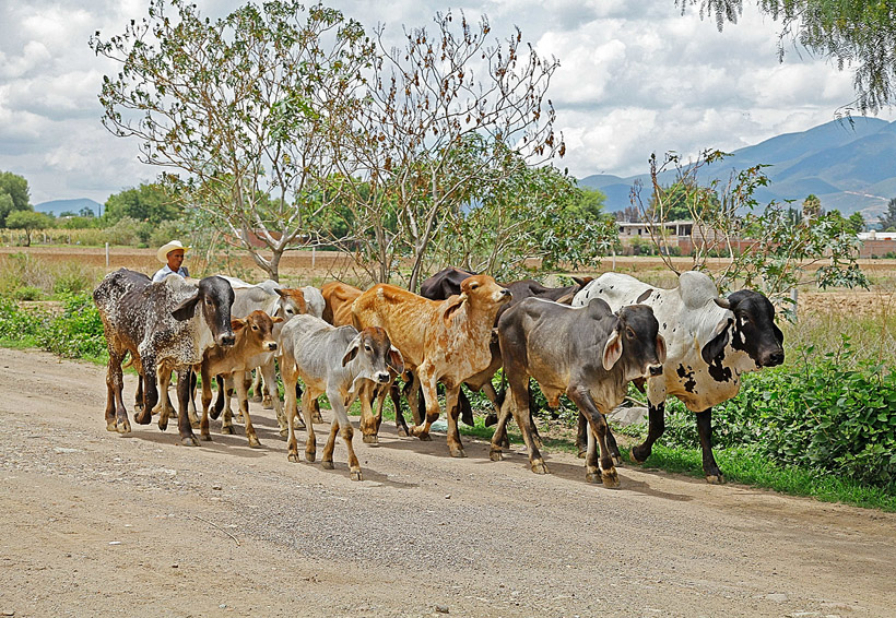 Preocupa a ganaderos istmeños un brote de tuberculosis bovina | El Imparcial de Oaxaca