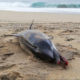Delfín muere asfixiado con un pañal en la Costa de Oaxaca