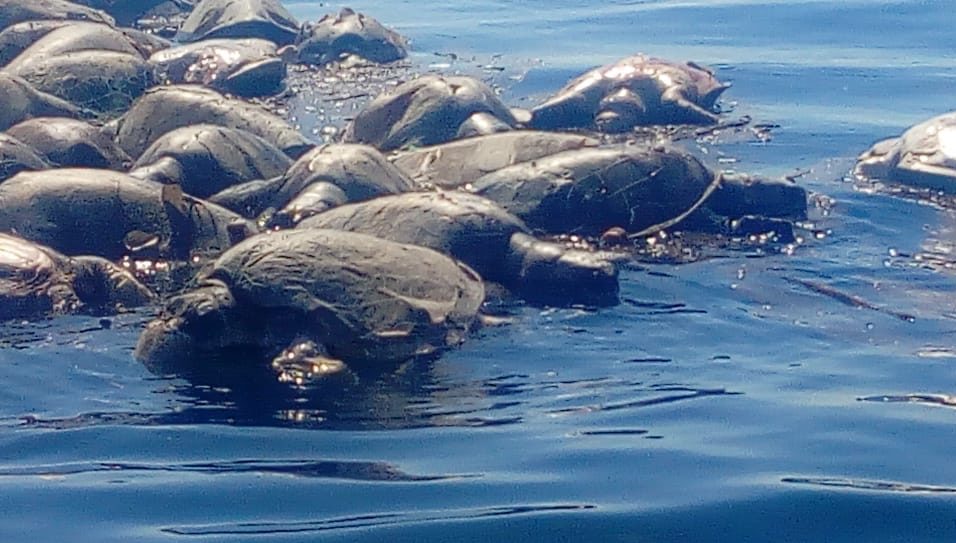 Trasmallos atuneros asesinan a cientos de tortugas en costas de Oaxaca | El Imparcial de Oaxaca