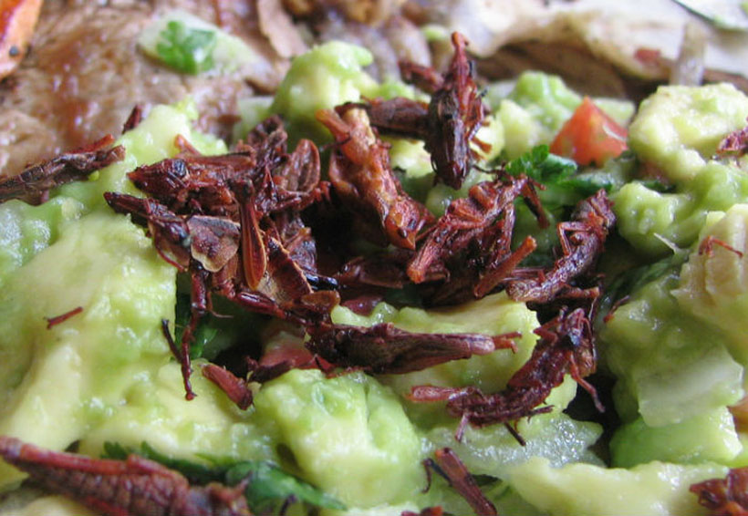 Confirman que comer grillos mejora la salud intestinal | El Imparcial de Oaxaca