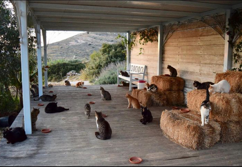 Buscan en Grecia empleados para cuidar gatos en isla Syros | El Imparcial de Oaxaca