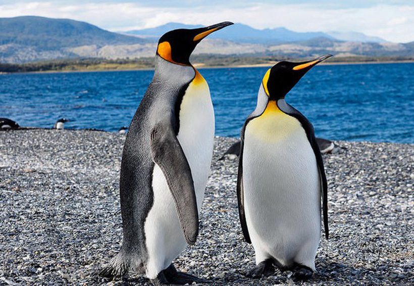 Colonia de pingüinos rey se está extinguiendo | El Imparcial de Oaxaca