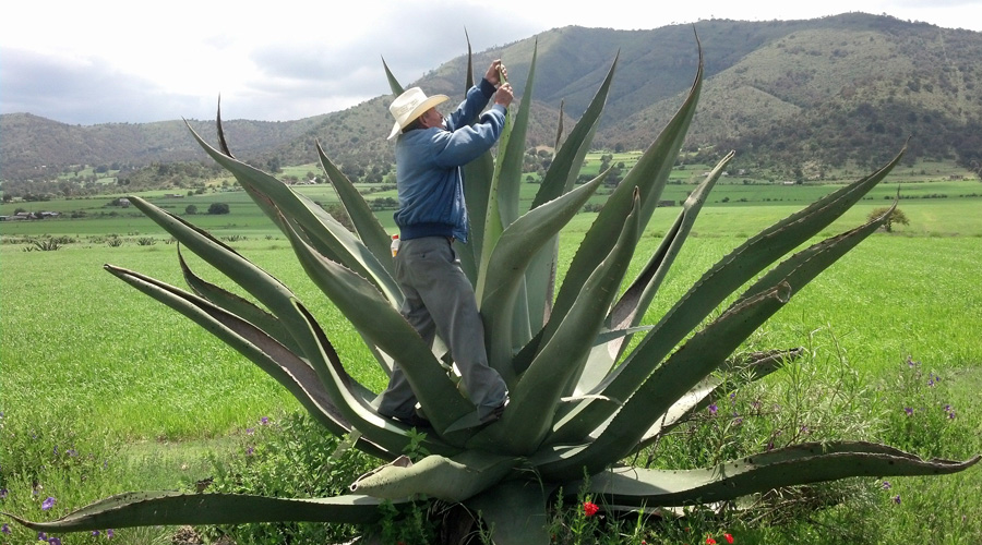 Edomex, Morelos y Aguascalientes, sin capacidad para producir mezcal | El Imparcial de Oaxaca