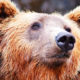 Saliva de oso tiene propiedades curativas para la piel: científicos
