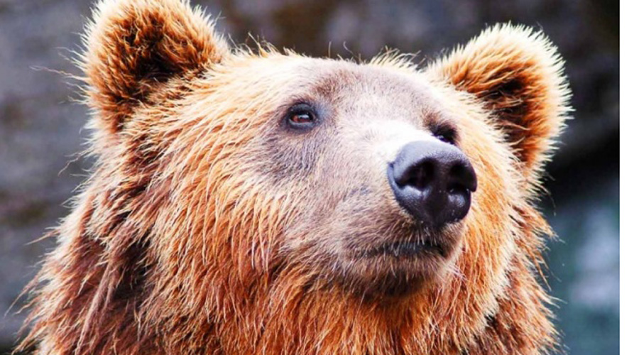 Saliva de oso tiene propiedades curativas para la piel: científicos | El Imparcial de Oaxaca