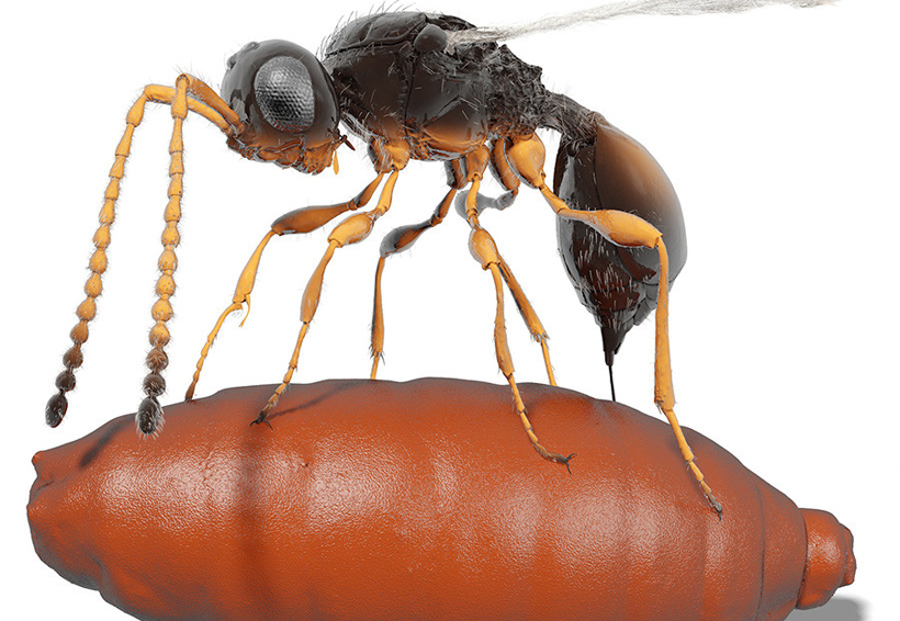 Descubren un insecto prehistórico que se reproducía como un ‘Alien’ | El Imparcial de Oaxaca