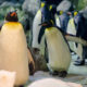 Un par de pingüinos homosexuales ‘secuestra’ la cría de otra pareja