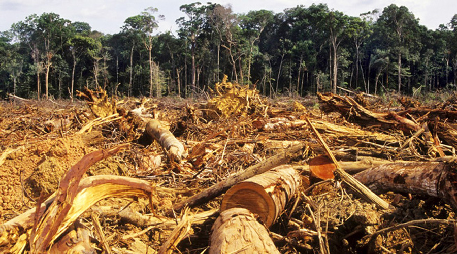Al año se deforestan en Oaxaca 30 mil  hectáreas de bosques | El Imparcial de Oaxaca