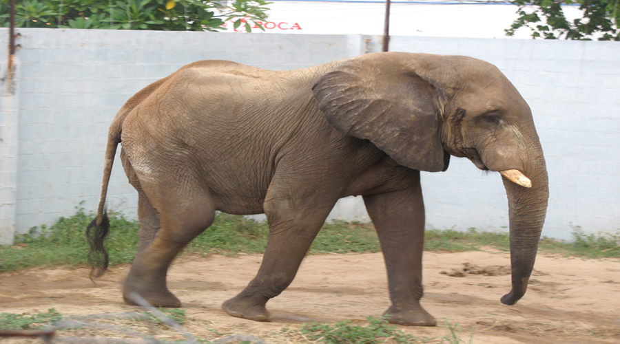 Vídeo: Un hombre se mete al recinto de elefantes en un zoológico | El Imparcial de Oaxaca