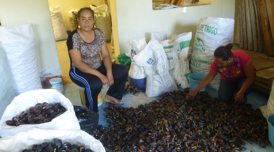 Buscan rescatar la siembra del chile huacle en Cuicatlán, Oaxaca | El Imparcial de Oaxaca Buscan rescatar la siembra del chile huacle en Cuicatlán, Oaxaca | El Imparcial de Oaxaca