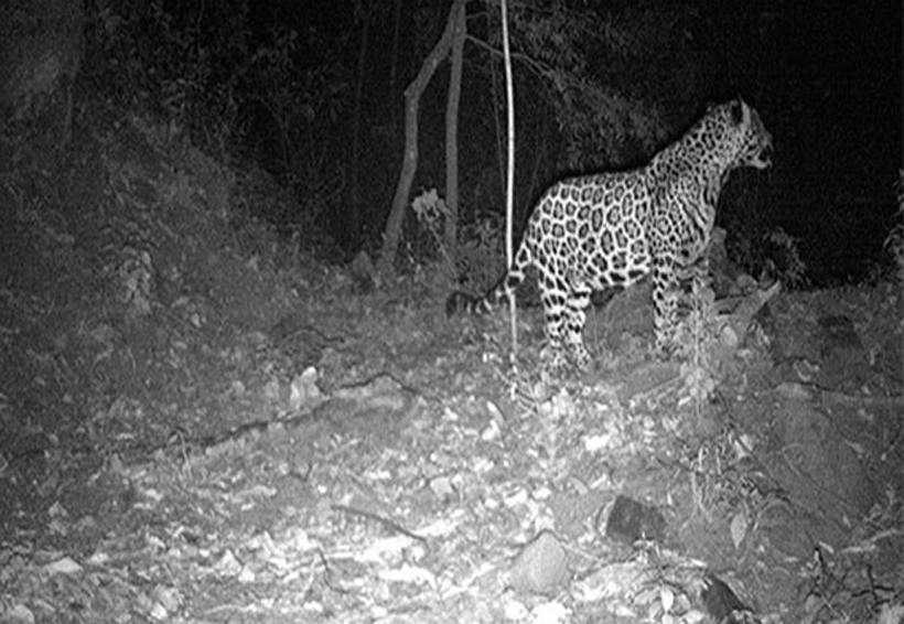 Detectan presencia del jaguar en Valles Centrales | El Imparcial de Oaxaca