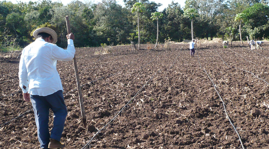 Entregan semillas a los comuneros de Pochutla, Oaxaca | El Imparcial de Oaxaca