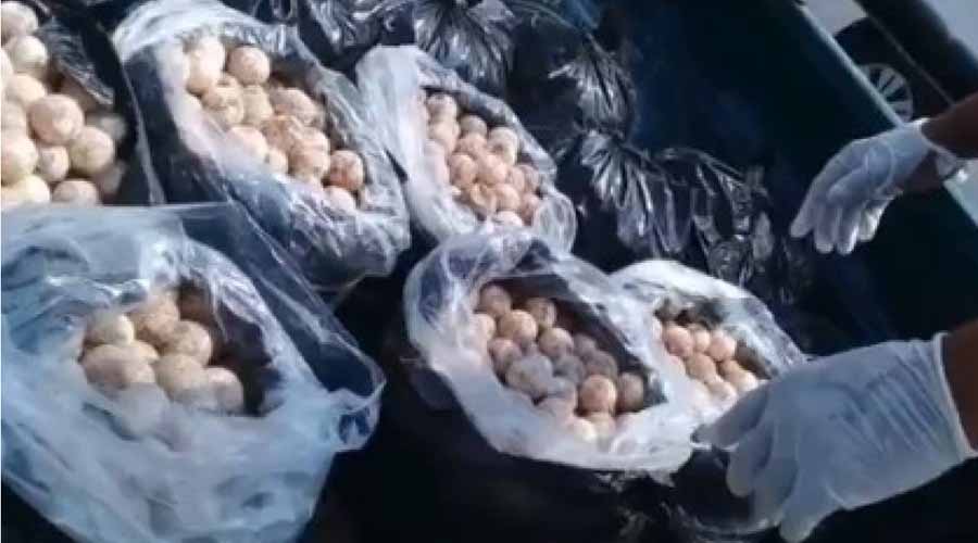 Decomisan huevos  y carne de tortuga en La Escobilla | El Imparcial de Oaxaca