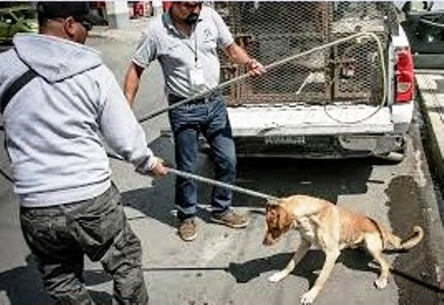 Retienen a personal del  área de Control Canino | El Imparcial de Oaxaca