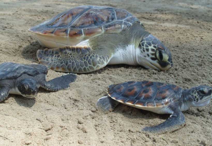 Impulsan polígono para  proteger a tortuga marina en Tonameca | El Imparcial de Oaxaca