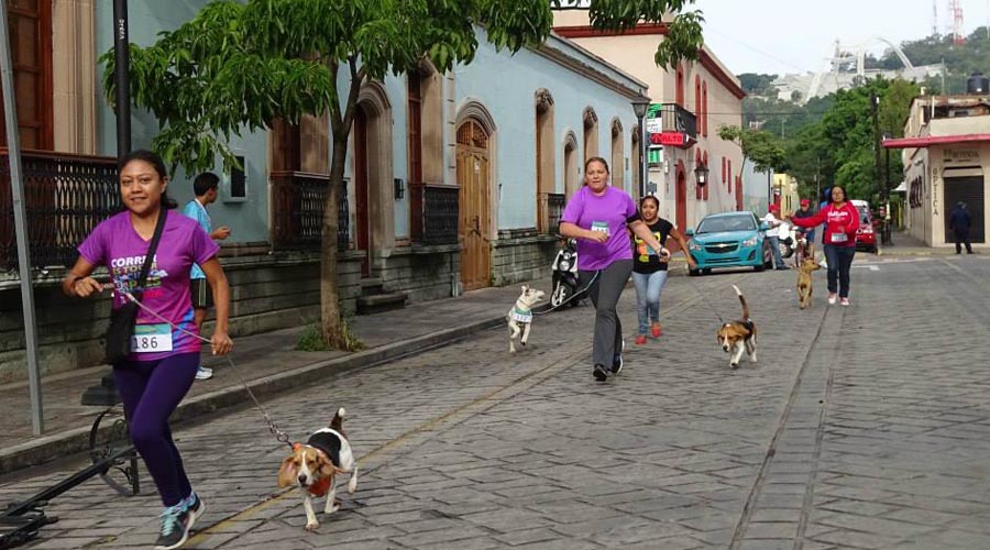 Preparan sexto Perruchón | El Imparcial de Oaxaca