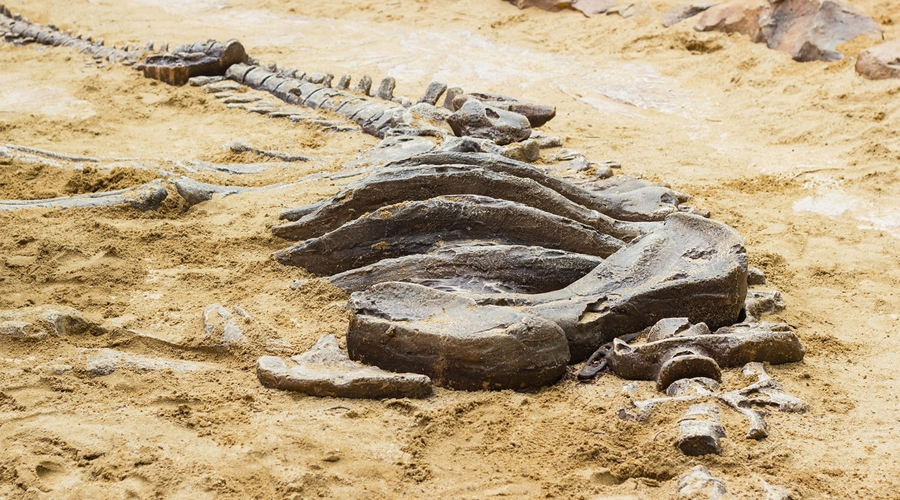 Encuentran fósil del dinosaurio más grande de la historia | El Imparcial de Oaxaca