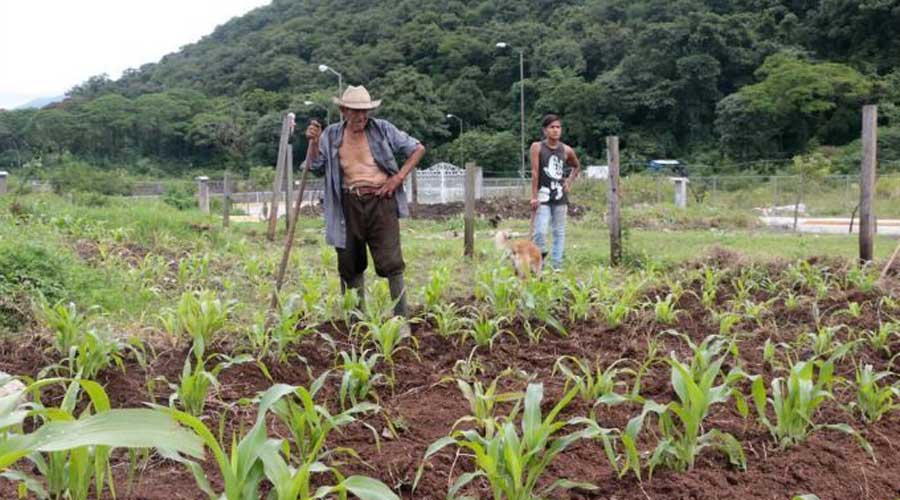 Lluvias benefician a  campesinos de Valles  para el autoconsumo | El Imparcial de Oaxaca