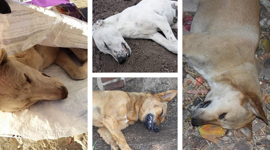 Matanza de canes indigna a Oaxaca | El Imparcial de Oaxaca