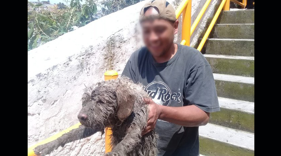 Rescatan a perro que cayó en un barranco en CDMX | El Imparcial de Oaxaca