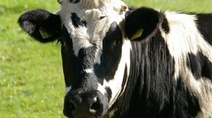 Detectan primer caso de ‘vacas locas’ en Escocia | El Imparcial de Oaxaca