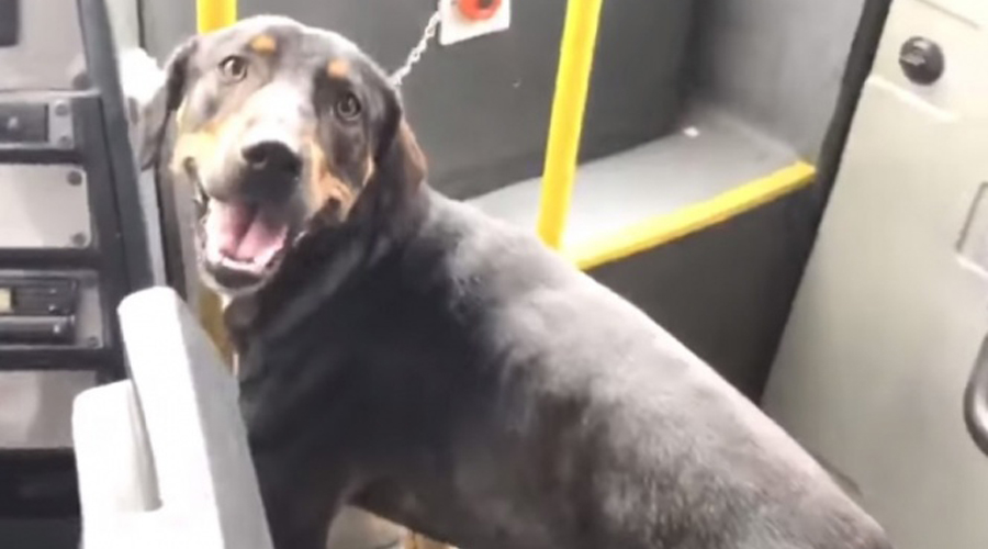 Conductor de autobús salva a perrito; pasajeros lo ovacionan | El Imparcial de Oaxaca