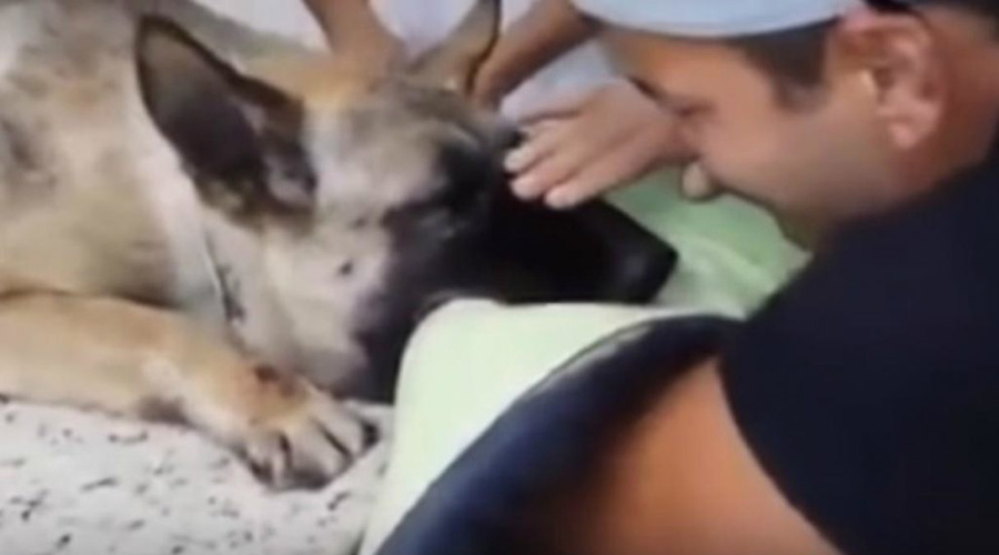 Video: Joven se despide de su perrita con cáncer terminal mientras la duermen | El Imparcial de Oaxaca