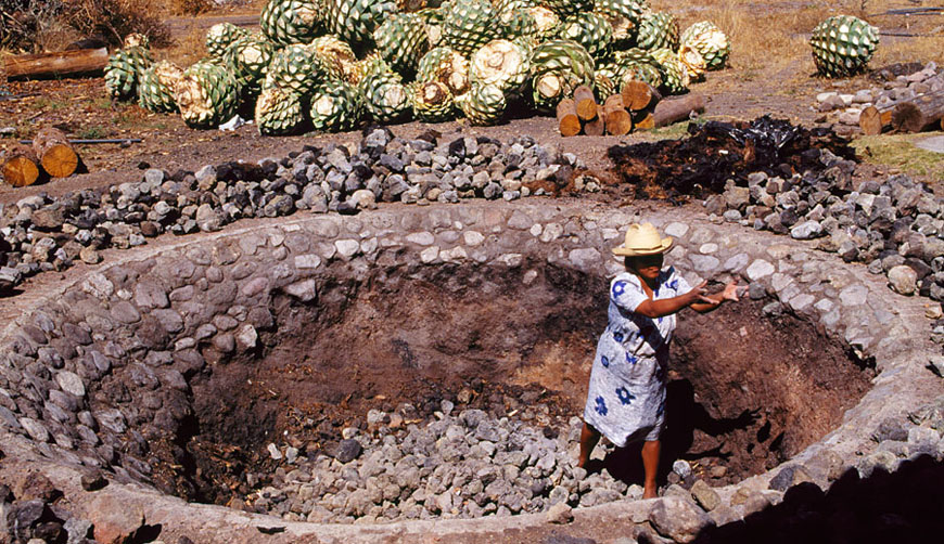 Cadena productiva  maguey-mezcal define ruta para potencializar al sector | El Imparcial de Oaxaca