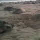 229 mil tortugas desovaron en las playas de Oaxaca