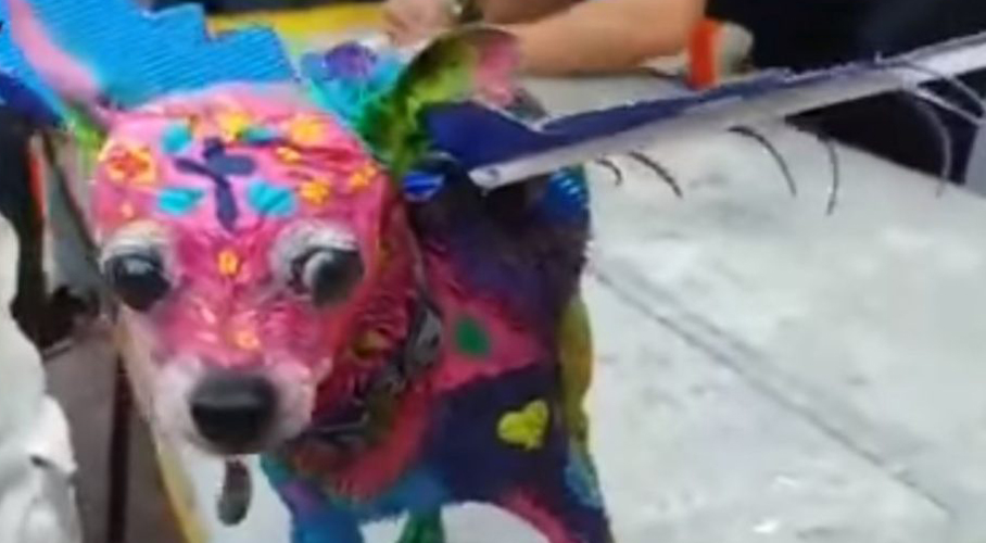 Video: Mujer pinta a su perro como un alebrije de “Coco” para un concurso | El Imparcial de Oaxaca