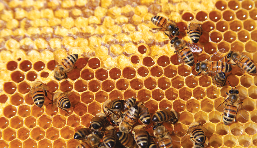 Buscan fortalecer la producción de miel en Oaxaca | El Imparcial de Oaxaca