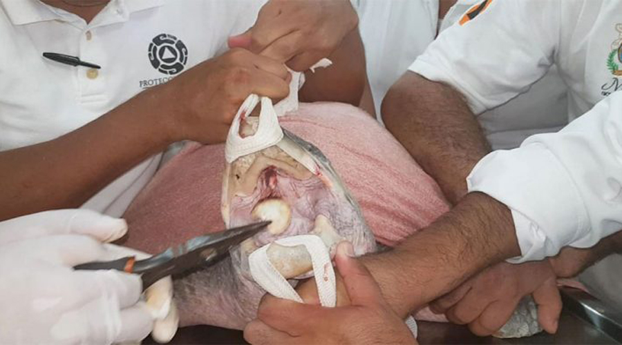 Pescadores rescatan  a tortuga malherida  en Puerto Escondido | El Imparcial de Oaxaca